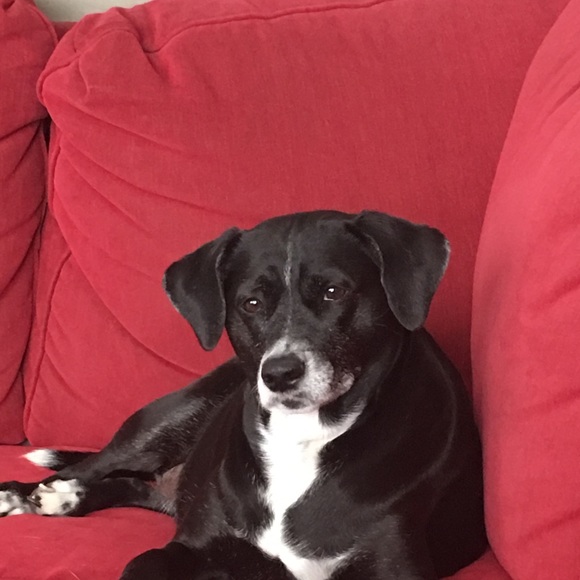 Meet your Posher, Shirley - Picture 1 of 1